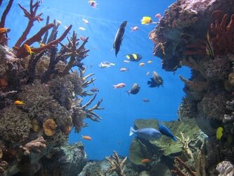 Acquario di Barcellona - 6